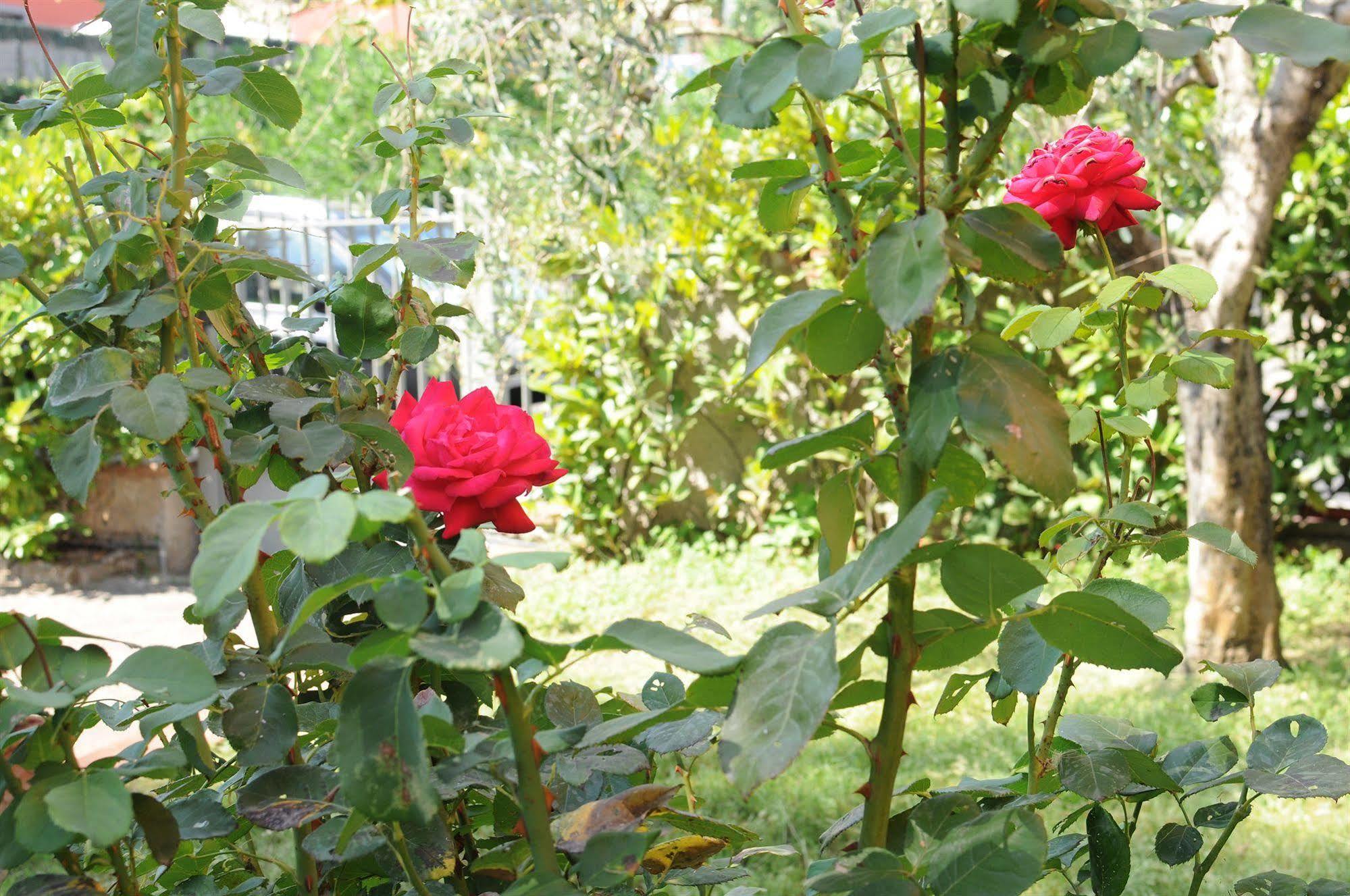 Marinetta Bed & Breakfast Signa Buitenkant foto